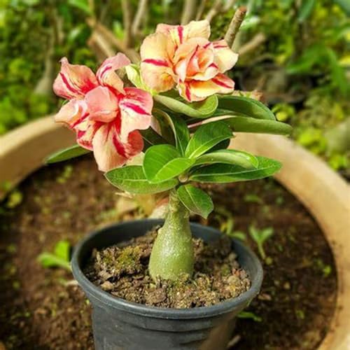 Seltene Pflanze,Lebende Pflanzen,Wüstenrosen...