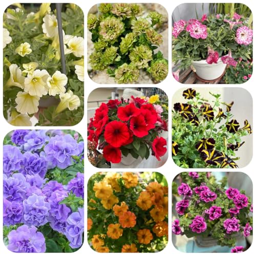 semi di petunia perenne, ombra di petunia sospese tappezzante perenne resistente di recisi, rampicanti resistenti 450pcs