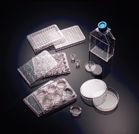 Corning 354428 Collagen IV Cellware Multiwell and Assay Plate, 6 Well