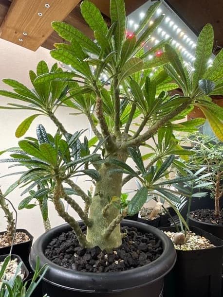 ドルステニア ギガス ブラータ　塊根植物 コーデックス Amazon｜ドルステニア ギガス ブラータ 挿し木 塊根植物 コーデックス