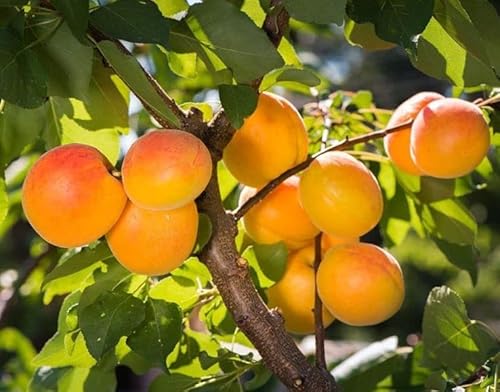 Aprikosenbaum Precoce di Imola – Prunus armeniaca, frühreife Aprikose, robuster Obstbaum 100–140 cm, aromatische Früchte, ideal für Garten & Kübel