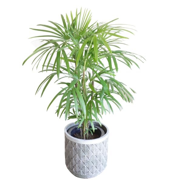 Amazon.co.jp: 棕櫚竹 シュロチク ファイバーセメント鉢カバー付