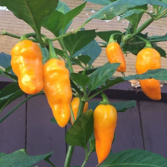 Miniatura 4 de Magic Plant - Pimienta en polvo naranja datil  Ají fascinante y raro  Dulzura única picante con sabor fructífero y picante a diferencia de cualquier