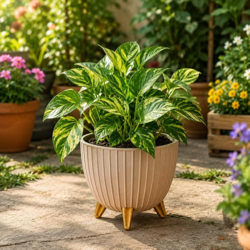 Image of Xmart India 7 Inch Decorative Plant Pot for Indoor & Outdoor Plants | Planter Pot with Stand & Legs |Ribbed Flower Pot for Home, Balcony, Garden, Living Room & Office | Plant Container (3, Ivory)