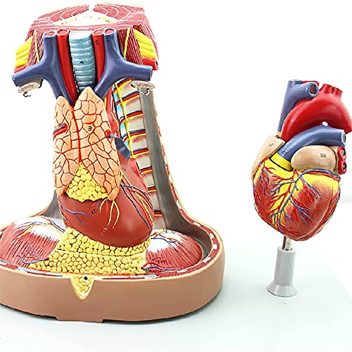 Modèle anatomique du cœur, sternum et thymus haute fidélité - 7