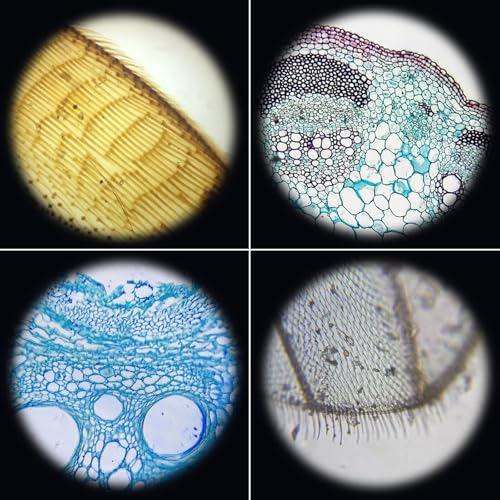 Image of Jiusion 48Pcs Prepared Microscope Slides Specimen Animals Insects Plants Flowers Sample Biological Specimen, Stereo Microscope Slide for Kids Children Students Enlighten Education