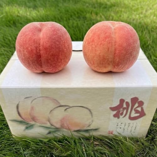�R�����Y �n�E�X�� ���ϔ����� JA�t���[�c��܂Ȃ����^�X ���� �� �����p �yYUM NOSH�z (2��)