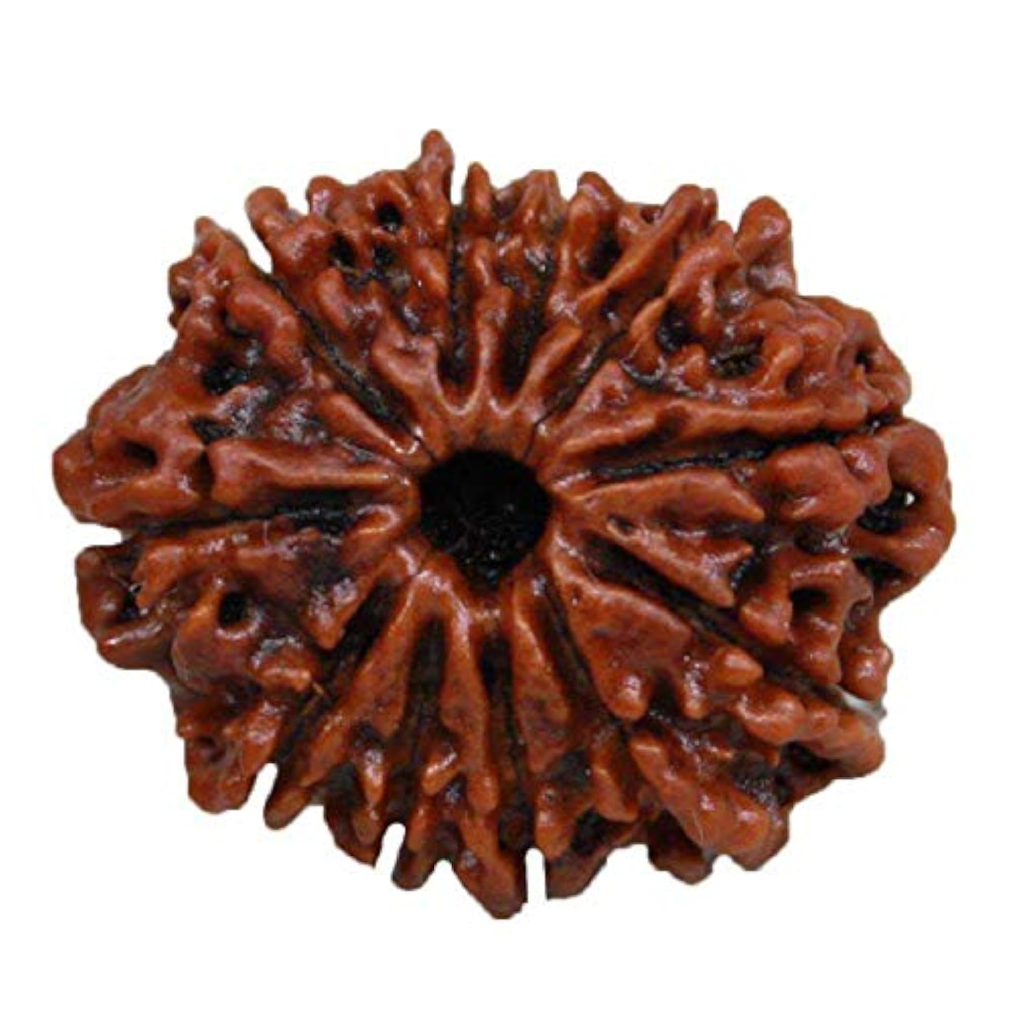 Natural & Original 11 Mukhi Nepali Rudraksha Pendant with Lab Certificate