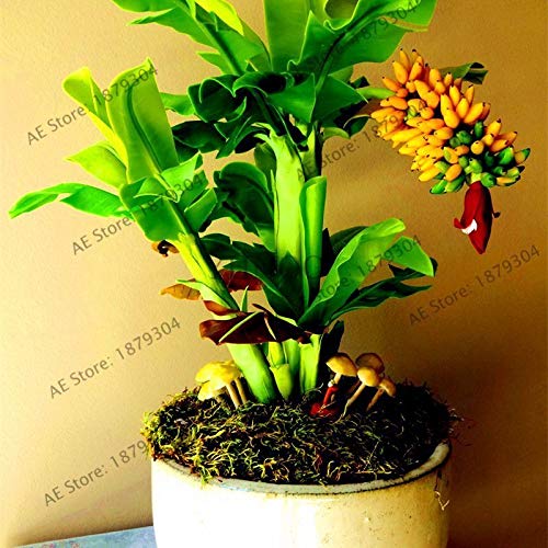 Miniatura Albero Di Banano Tailandese In Ceramica, Fatto A Mano Scala 1:12, Vaso In Argilla