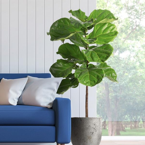 Fiddle-Leaf Fig Tree, 4-5 ft.