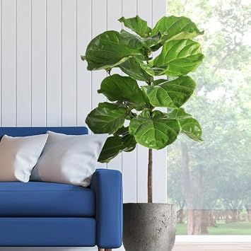 Brighter Blooms - Fiddle-Leaf Fig Tree, 5-6 ft. - No Shipping to AK, AZ, HI, OR