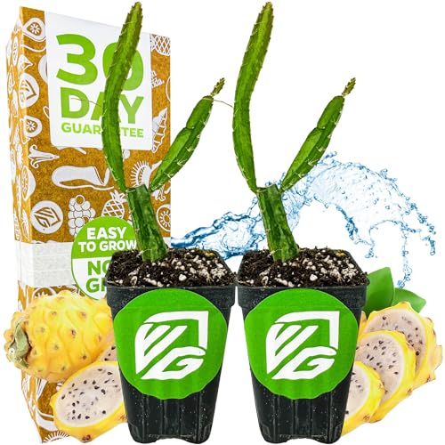 Yellow Dragon Fruit Cactus Live Plant - Selenicereus megalanthus - Wellspring Gardens Starter Plant - Perfect Addition for Home & Garden, Easy to Grow - Ideal for Fruit Plant Enthusiasts (2-Pack)