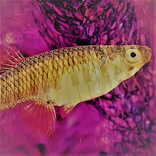  Gambusia