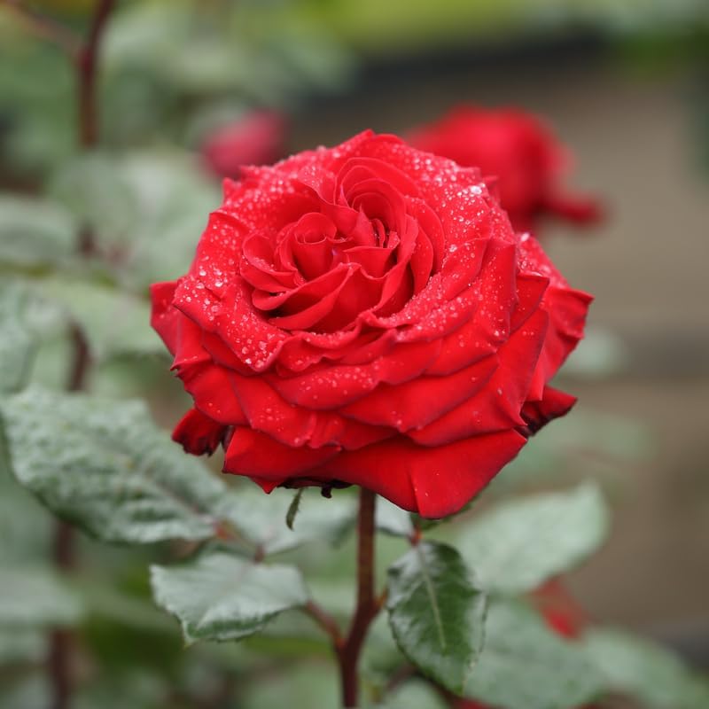 Rose Bush Live Plant Indoor Outdoor, 5-9 Inch Tall, Fragrant Rose Plant Live for Planting, Ornamental Flowers Well Rooted Starter Plant (Red Rose)