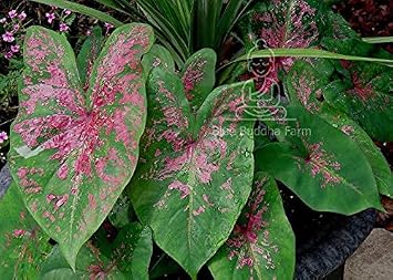 Caladium Fire Chief 3 Bulbs - Easy to Grow Indoor Houseplant and Outdoor Perennial Flower Bulb Ready for Planting