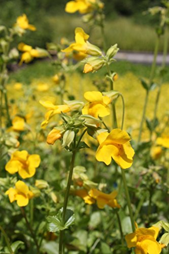 2er-Set - winterhart! - Mimulus luteus - Gauklerblume, gelb...