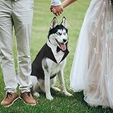 Kuoser Hund Smoking Anzug & Bandana Set, Haustier Fomal Kleidung Hunde Mantel mit Abnehmbarer Fliege, Hundeanzug Welpe Kostüm Shirt für Hochzeit Halloween Geburtstag Party, S-XXL