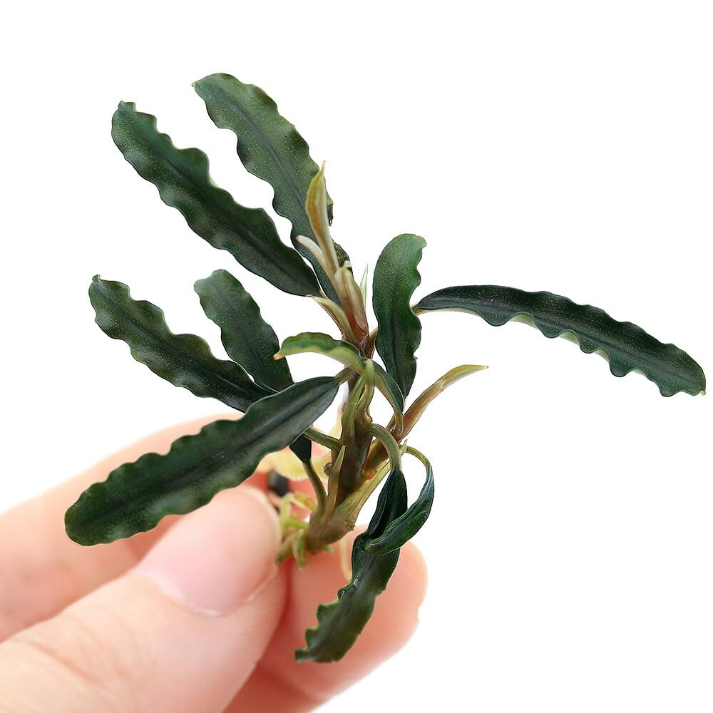 Amazon.co.jp: （水草）ブセファランドラsp．ダークベルベット（東南