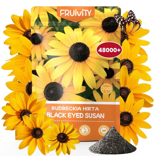 48000+ Black Eyed Susan Seeds for Planting Perennial Wildflower Seeds for Pollinator Gardens Heirloom Flower Seeds to Plant Outside & Inside Borders Containers Rudbeckia hirta