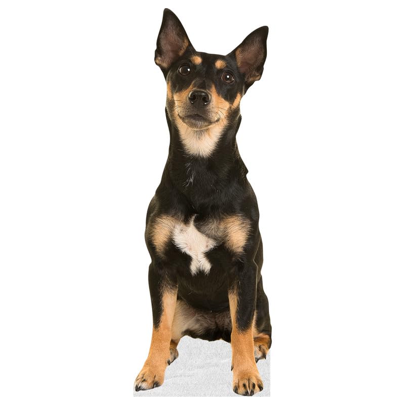 Dog - Jack Russel - Life Size Cardboard Cutout Standup People with Support Standee | Animals -