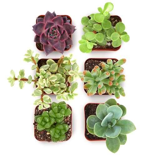 Shop Succulents Collectors Succulent Plant Pack Collection - Live Mini...