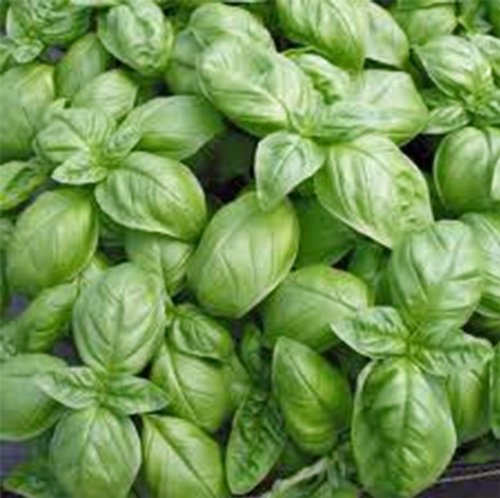 Basil, Sweet Genovese, 25 Seeds, Great All Around Basil, Makes Excellent Pesto - Image 3