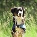 Dog Copenhagen Back-on-Track Erfrischender Anti-UV-Kälzmantel für Hunde, 50 cm, Blau