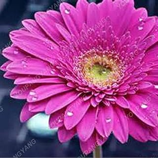 60 Pcs Perennial Nepenthes Carnivorous Seeds Venus Fly Trap World Hottest Plant Seeds Garden Bonsai Seed Mix Color 1: Only Seeds