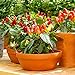Nature's Blossom Gardening Kit - Includes 4 Types of Hot & Sweet Pepper Seeds, Planting Pots, Plant Markers - DIY Seed Starter Kit for Growing Outdoor or Indoor Garden