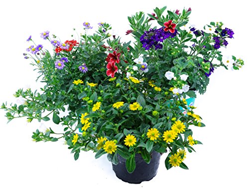 Sommerblumen Trio Set Nr.3, 3 bunte Trio Beet und Balkonblumen (z.B. mit Zauberglöckchen, Verbenen, Husarenknöpfchen, Gänseblümchen...)