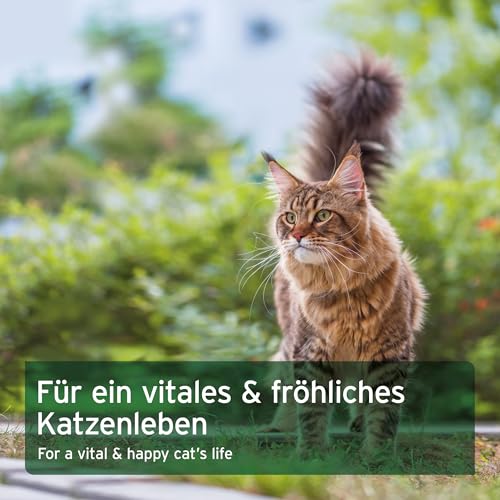 AniForte Barf Complete Katze 100g - Natürliche Rundumversorgung mit Omega 3, Bierhefe, Taurin, Hagebutte, Premium Futter Zusatz zum Barfen, Vitamine & Mineralstoffe