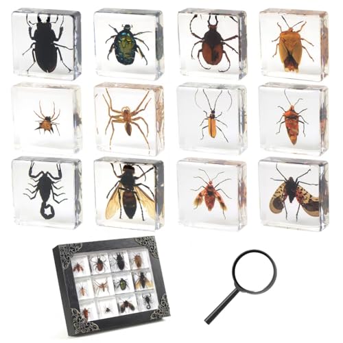 12 Pcs Insect in Resin Specimen Bugs Collection Paperweights, Resin Insects Specimen Frame Decoration for Tabletop Wall Art Decoration Artwork Living Scientific Educational Display Supplies