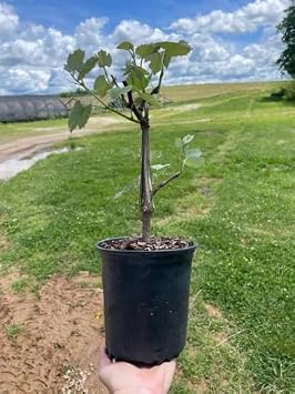 3 Concord Grape Vines, in one Trade Gallon Pot (0.667 gallons of Dirt)