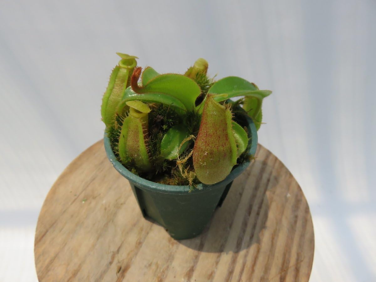 Amazon.co.jp: N.edwardsiana #51 yellow porling ranau × N.veitchii