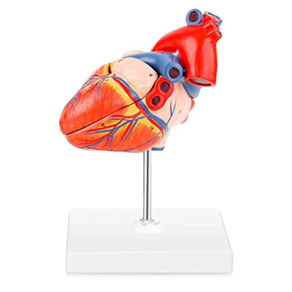 Raitron Scientific Heart Model, 2-Part Deluxe Life Size Human Heart Replica with 34 Anatomical Structures, for Doctors Office Educational Tool | GPI Anatomicals Tools