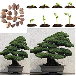 Generic 20Pcs Pino giapponese bianco Pinus Parviflora Green Tree Plant Bonsai Seeds Home