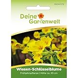 🌼 Verwendung als Heil- und Zierpflanze