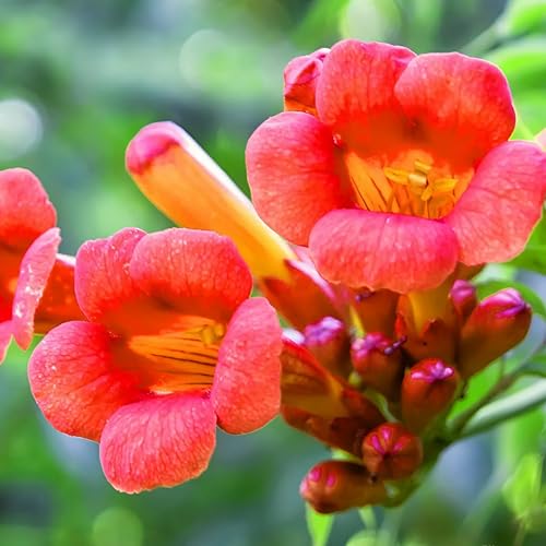 KVITER 100 Red Trumpet Vine Seeds (Campsis Radicans) – Trumpet Creeper/Cow Itch Vine/Hellvine/Hummingbird Favourite – Perennial Flower Seeds to Plant Outside – Fences, Trellises & Outdoor Garden