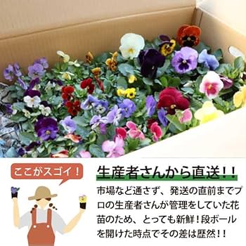 おれんじです。3つ セット 楽天市場】◇MAX20％OFFクーポン！10/24 20:00〜10/27 9:59