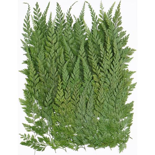 50Pcs Green Leaves Dried Pressed Flowers for Crafts,Xinxinran Ferns Dry