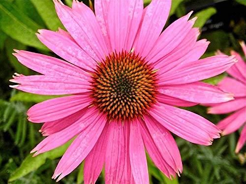 GEOPONICS Echinacea purpurea | Eatern púrpura Equinácea | 20_seed Cover