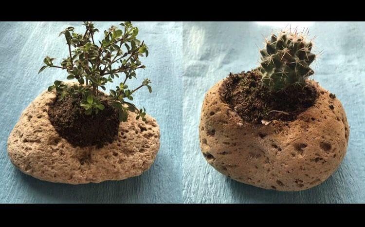 ウミノモリ様専門軽石鉢 ウミノモリ様専用軽石鉢 Amazon.co.jp: ウミノモリ様専用軽石鉢