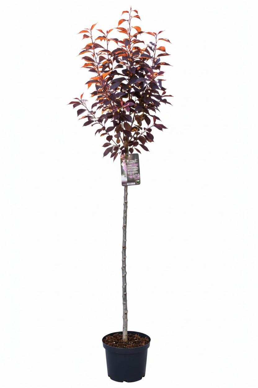 Prunus "Royal Burgundy" 180-190 cm - Japanische Nelkenkirsche Stamm