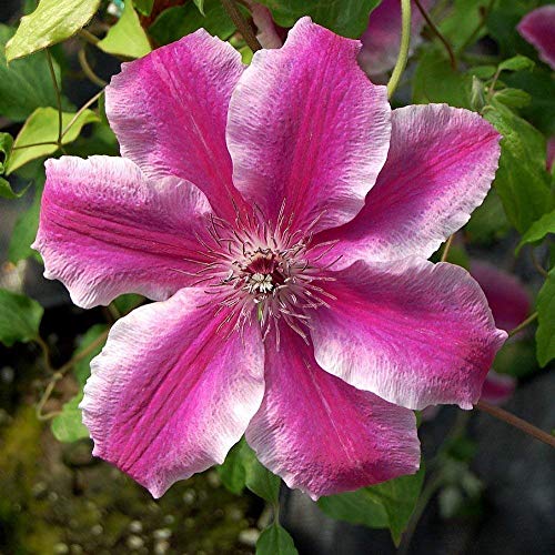 Petsdelite ® Carnaby Clematis Floer Seeds
