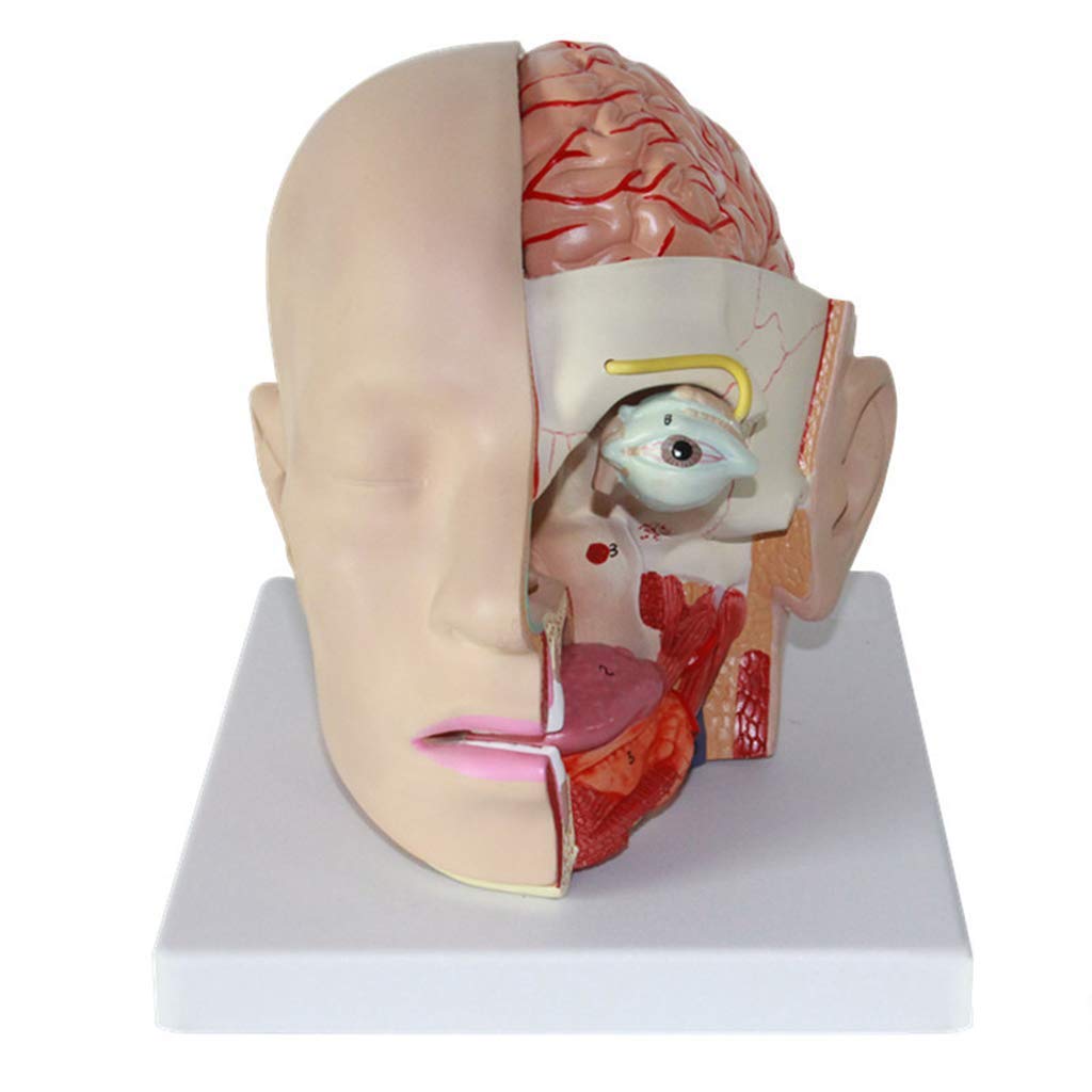 Educational Model Human Head Anatomical Model with brain - Human Brain Anatomical Model - Classic Brain Anatomy Model Cerebral Artery Model - Medical Anatomical Human Head Brain model