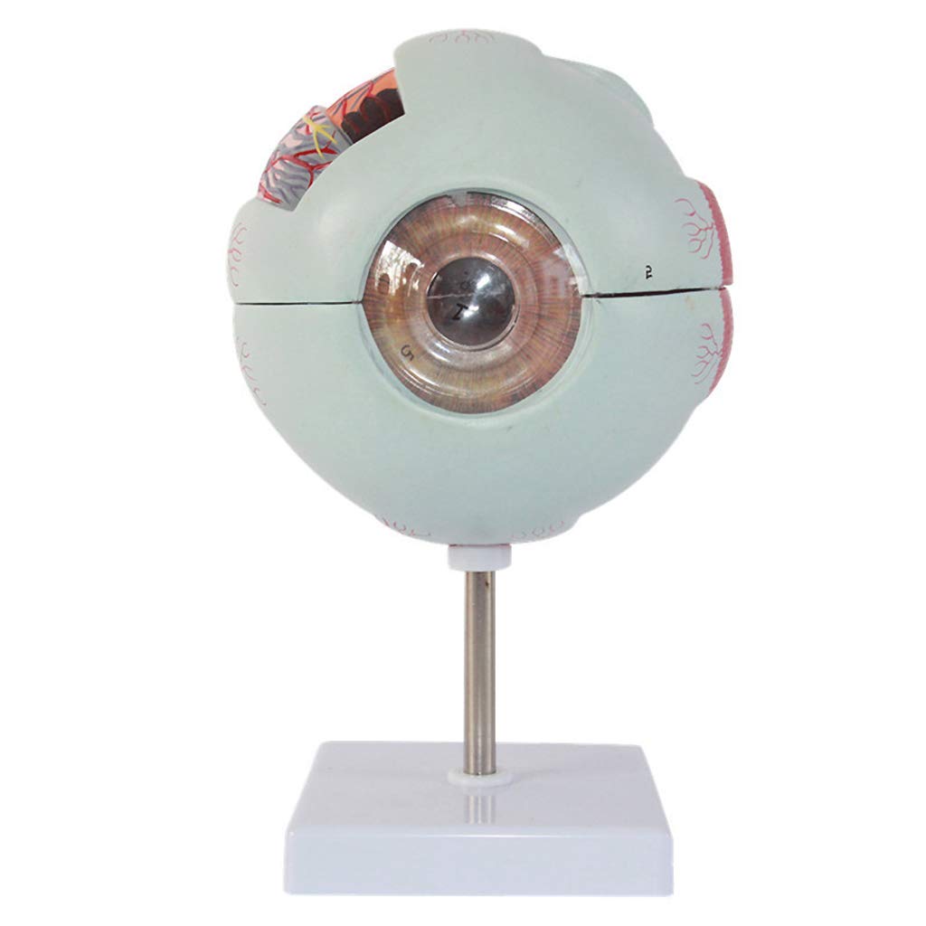 Sjdopulse Human Giant Eye Model - Human Eye Anatomical Model - 4D Vision Human Eye Medical Anatomy Model Eyeball Anatomical Model - For Study Display Teaching Medical Model,Lab Supplies