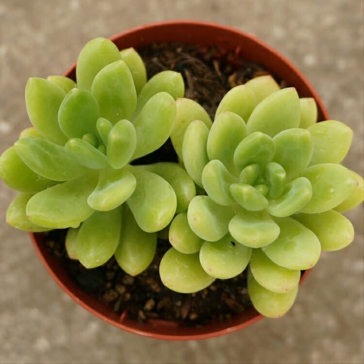 多肉植物 Sedum coco様仮専用 ❀お任せ❀ 多肉植物 Sedum coco様仮専用