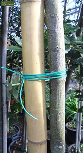 Preisvergleich Produktbild Baumband Baumanbinder Pflanzenband Plastik Elastisch Rolle (50 Meter)