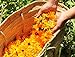 Calendula Petals – Pure Dried Marigold Flower Petals – Vegan | Gluten Free | Non-GMO | No Sugar Added - Net Weight: 0.35oz / 10g - Calendula Officinalis
