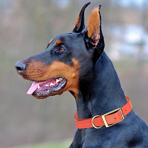 Image of Viper Biothane Heavy Duty Waterproof Dog Collar Strong Coated Nylon Webbing w /Solid Brass Hardware Odor-Proof Easy to Clean High Performance Fits Small Medium or Large Dogs, Coral